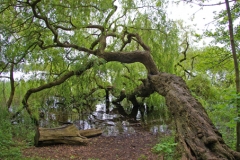 himmelfahrt0611 himmelfahrt0611