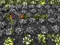 3-Blueten